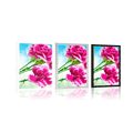 POSTER CARNATION FLOWER - FLOWERS - POSTERS