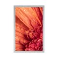 AFFICHE GERBERA ORANGE AVEC DES GOUTTES D'EAU - FLEURS - AFFICHES