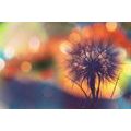 WALLPAPER BRIGHT DANDELION - WALLPAPERS FLOWERS - WALLPAPERS