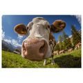 OBRAZ KRÁVA V HORSKÉ PŘÍRODĚ - OBRAZY BUVOLI A KRÁVY - OBRAZY
