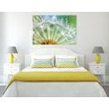 CANVAS PRINT BEAUTIFUL DETAIL OF A DANDELION - PICTURES FLOWERS - PICTURES