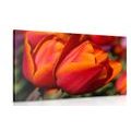 CANVAS PRINT BEAUTIFUL TULIPS IN A MEADOW - PICTURES FLOWERS - PICTURES