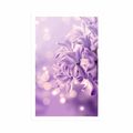 POSTER PURPLE LILAC FLOWER - FLOWERS - POSTERS