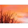 CANVAS PRINT COLORFUL SKY - PICTURES OF NATURE AND LANDSCAPE - PICTURES