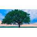 CANVAS PRINT LONELY OAK - PICTURES OF NATURE AND LANDSCAPE{% if product.category.pathNames[0] != product.category.name %} - PICTURES{% endif %}