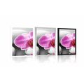 POSTER ORCHID FLOWERS ON WHITE STONES - FENG SHUI - POSTERS