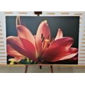 CANVAS PRINT BEAUTIFUL PINK LILY ON A BLACK BACKGROUND - PICTURES FLOWERS - PICTURES