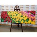 CANVAS PRINT GARDEN FULL OF TULIPS - PICTURES FLOWERS{% if product.category.pathNames[0] != product.category.name %} - PICTURES{% endif %}