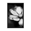 AFFICHE JARDIN COSMOS FLEUR EN NOIR ET BLANC - NOIR ET BLANC - AFFICHES