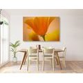 CANVAS PRINT BEAUTIFUL FLOWER - PICTURES FLOWERS - PICTURES