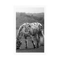 POSTER HORSE ON THE MEADOW IN BLACK AND WHITE - BLACK AND WHITE - POSTERS