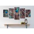5-PIECE CANVAS PRINT PEACOCK FEATHER - STILL LIFE PICTURES - PICTURES