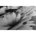 CANVAS PRINT LOTUS FLOWER IN BLACK AND WHITE - BLACK AND WHITE PICTURES - PICTURES