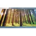 5-PIECE CANVAS PRINT MORNING IN THE FOREST - PICTURES OF NATURE AND LANDSCAPE - PICTURES