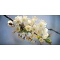 CANVAS PRINT BLOSSOMING CHERRY BRANCH - PICTURES FLOWERS - PICTURES