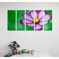 5-PIECE CANVAS PRINT GARDEN COSMOS FLOWER - PICTURES FLOWERS{% if product.category.pathNames[0] != product.category.name %} - PICTURES{% endif %}
