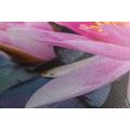 CANVAS PRINT PINK LOTUS FLOWER - PICTURES FLOWERS - PICTURES