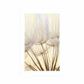POSTER WITH MOUNT DANDELION SEEDS - FLOWERS - POSTERS