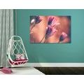 CANVAS PRINT DELICATE PINK DAISIES - PICTURES FLOWERS - PICTURES