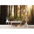 SELF ADHESIVE WALL MURAL SUNLIT FOREST - SELF-ADHESIVE WALLPAPERS - WALLPAPERS