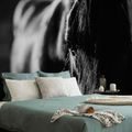 SELF ADHESIVE WALL MURAL MAJESTIC BLACK AND WHITE HORSE - SELF-ADHESIVE WALLPAPERS - WALLPAPERS