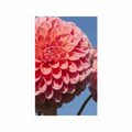 POSTER BLOOMING DAHLIA - FLOWERS - POSTERS