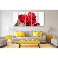 5-PIECE CANVAS PRINT RED TULIPS BLOOMING - PICTURES FLOWERS - PICTURES