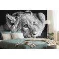 WALL MURAL LION CUB IN BLACK AND WHITE - BLACK AND WHITE WALLPAPERS - WALLPAPERS