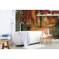 SELF ADHESIVE WALL MURAL FOREST IN AUTUMN - SELF-ADHESIVE WALLPAPERS - WALLPAPERS