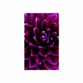 POSTER WITH MOUNT PURPLE-VIOLET FLOWER - FLOWERS - POSTERS