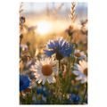 CANVASTAVLA PRÄSTKRAGAR OCH BLÅKLINT I SOLEN - BLOMTAVLOR - TAVLOR