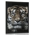 POSTER TIGER - ANIMALS - POSTERS