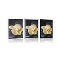 POSTER ZEN STONES WITH A YELLOW ORCHID - FENG SHUI - POSTERS