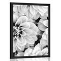 AFFICHE FLEURS DE DAHLIA EN NOIR ET BLANC - NOIR ET BLANC - AFFICHES