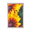 POSTER ATTRAKTIVE ZWEIFARBIGE BLUMEN - BLUMEN - POSTER