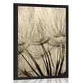 POSTER DANDELION SEEDS IN SEPIA DESIGN - BLACK AND WHITE - POSTERS