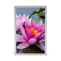 POSTER PINK LOTUS FLOWER - FLOWERS - POSTERS