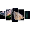 5-PIECE CANVAS PRINT BUTTERFLY ON A FLOWER - PICTURES OF ANIMALS{% if product.category.pathNames[0] != product.category.name %} - PICTURES{% endif %}