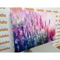 CANVAS PRINT ROMANTIC LAVENDER - PICTURES FLOWERS{% if product.category.pathNames[0] != product.category.name %} - PICTURES{% endif %}