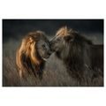 OBRAZ LVI V AFRICKÉ SAVANĚ - OBRAZY LVI A TYGŘI - OBRAZY