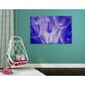 CANVAS PRINT DANDELION IN PURPLE VERSION - PICTURES DANDELION{% if product.category.pathNames[0] != product.category.name %} - PICTURES{% endif %}
