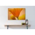 CANVAS PRINT BEAUTIFUL FLOWER - PICTURES FLOWERS - PICTURES