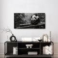 WANDBILD RUHIGER PANDA IN DER NATUR - BILDER TIERE - BILDER
