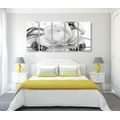 5-PIECE CANVAS PRINT LUXURY ROSE IN BLACK AND WHITE - BLACK AND WHITE PICTURES - PICTURES