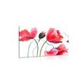 CANVAS PRINT UNIQUE POPPY FLOWERS - PICTURES FLOWERS - PICTURES