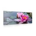 CANVAS PRINT PINK LOTUS FLOWER - PICTURES FLOWERS - PICTURES