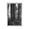 POSTER SUNLIT FOREST IN BLACK AND WHITE - BLACK AND WHITE - POSTERS