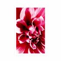 POSTER ROSA BLUME - BLUMEN - POSTER