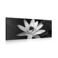 CANVAS PRINT BLACK AND WHITE WATER LILY - BLACK AND WHITE PICTURES{% if product.category.pathNames[0] != product.category.name %} - PICTURES{% endif %}