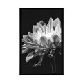 POSTER BLACK AND WHITE DAISY - BLACK AND WHITE - POSTERS